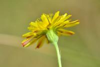 Crepis capillaris