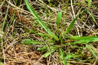 Crepis capillaris