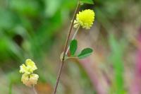 Trifolium campestre