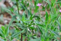 Epilobium tetragonum