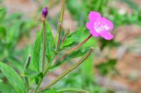 Epilobium hirsutum