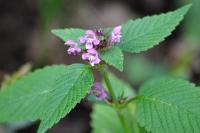 Galeopsis tetrahit