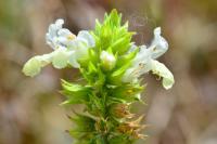 Stachys annua