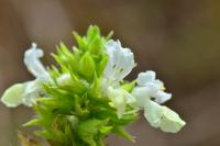 Stachys annua