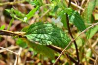 Stachys annua