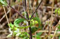 Stachys annua