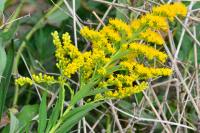 Solidago canadensis