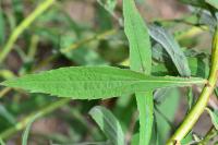 Solidago canadensis