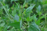 Atriplex prostrata