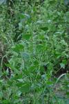 Atriplex prostrata