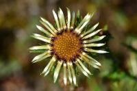 Carlina vulgaris
