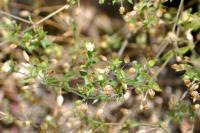 Arenaria serpyllifolia