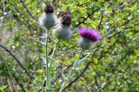 Cirsium eriophorum