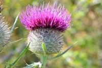 Cirsium eriophorum