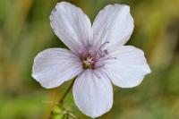 Linum tenuifolium