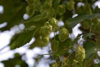 Humulus lupulus