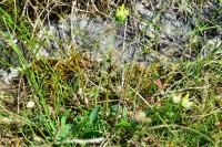 Anthyllis vulneraria