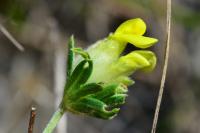 Anthyllis vulneraria
