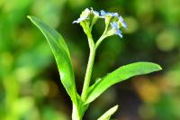Myosotis scorpioides