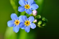 Myosotis scorpioides
