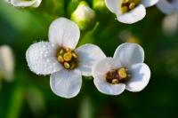 Nasturtium officinale