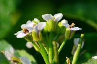 Nasturtium officinale