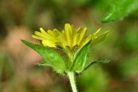 Helminthotheca echioides