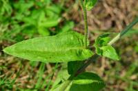Helminthotheca echioides