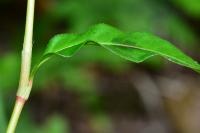 Persicaria maculosa
