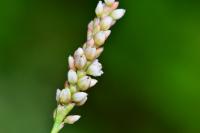 Persicaria maculosa