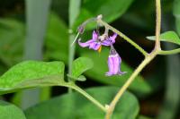 Solanum dulcamara