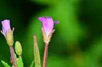 Epilobium parviflorum