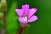Epilobium parviflorum
