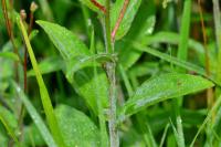 Epilobium parviflorum