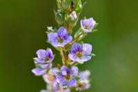 Veronica anagallis-aquatica