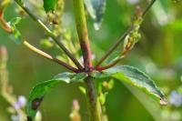 Veronica anagallis-aquatica