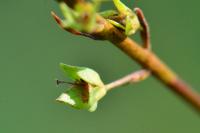 Veronica anagallis-aquatica