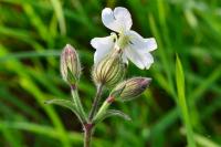 Silene latifolia