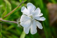 Silene latifolia