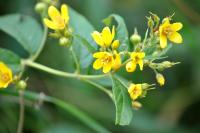Lysimachia vulgaris