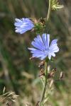Cichorium intybus