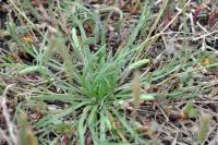 Plantago coronopus