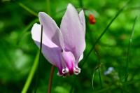 Cyclamen hederifolium