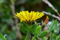 Helminthotheca echioides