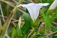 Convolvulus sepium