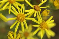 Jacobaea vulgaris