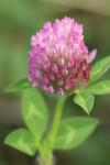 Trifolium pratense