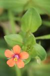 Lysimachia arvensis