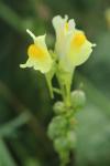 Linaria vulgaris