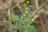 Senecio vulgaris